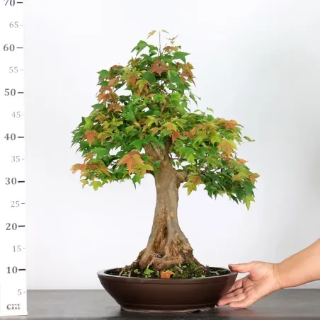 image supplémentaire - Érable "ACER BUERGÉRIANUM" 4-7
