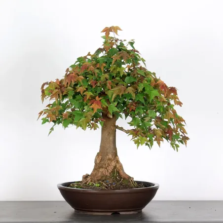 Bonsai Erable Burger AB-4-8