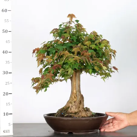 image supplémentaire - Érable "ACER BUERGÉRIANUM" 4-8