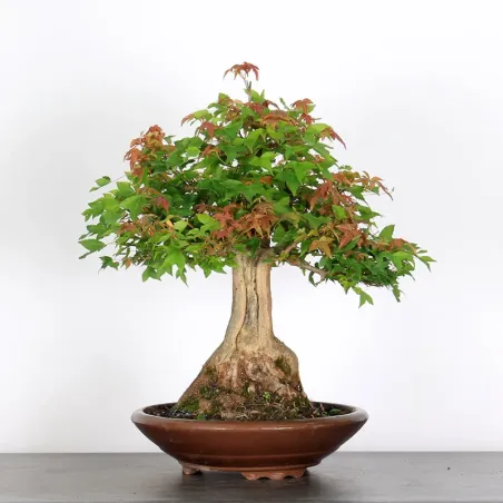 Bonsai Erable Burger AB-4-6
