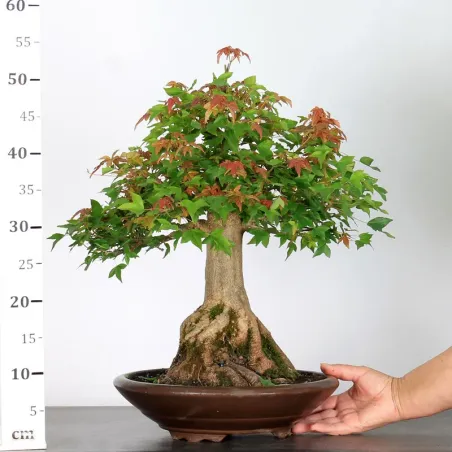 image supplémentaire - Érable "ACER BUERGÉRIANUM" 4-6