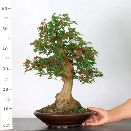 image supplémentaire - Érable "ACER BUERGÉRIANUM" 4-5