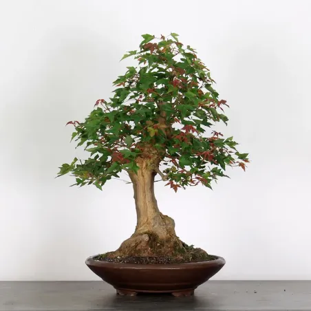 Bonsai Maple Burger AB-4-5