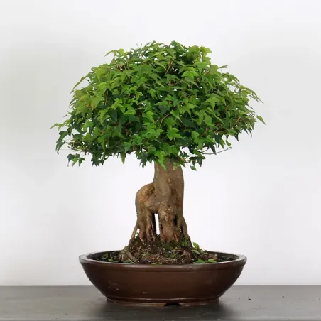 Bonsai Erable Burger AB-4-4
