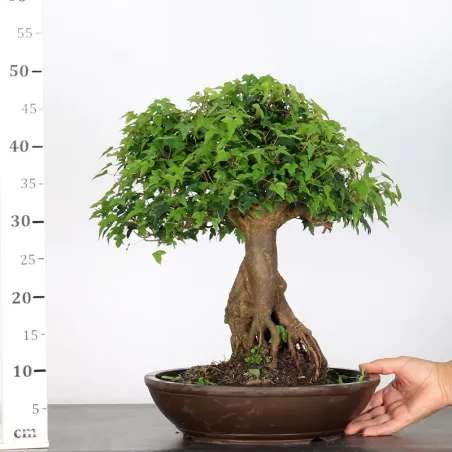 image supplémentaire - Érable "ACER BUERGÉRIANUM" 4-4