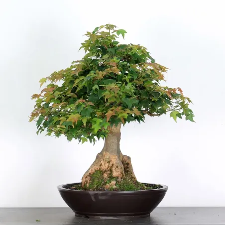 Bonsai Erable Burger AB-5-1
