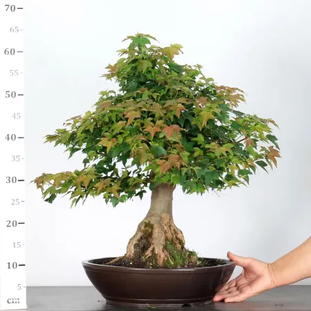 image supplémentaire - Érable "ACER BUERGÉRIANUM" 5-1