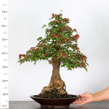 image supplémentaire - Érable "ACER BUERGÉRIANUM" 5-3
