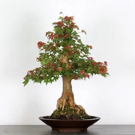Bonsai Erable Burger AB-5-3