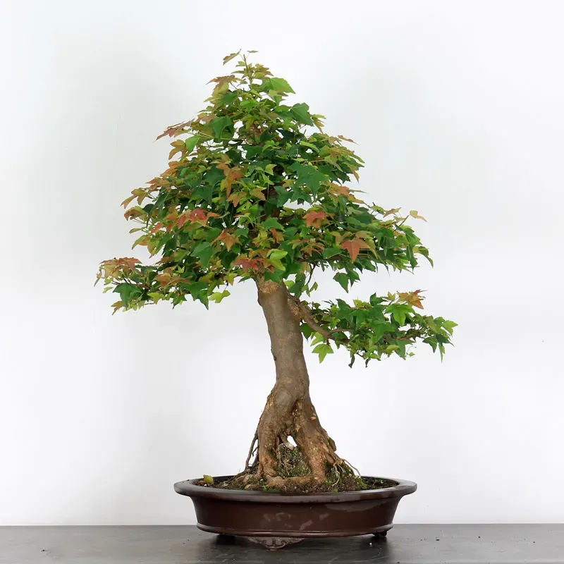 Acer buergerianum 5-4
