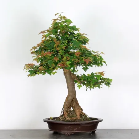 Bonsai Erable Burger AB-5-4