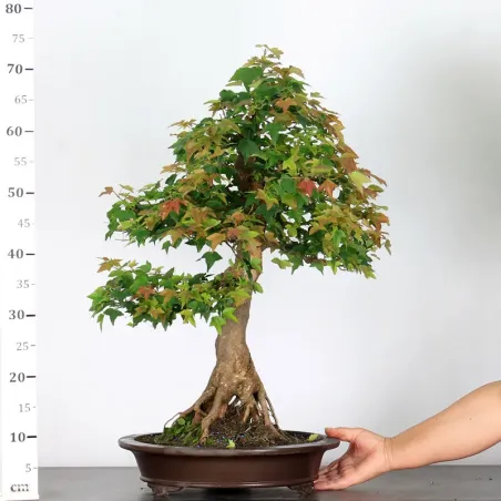 image supplémentaire - Érable "ACER BUERGÉRIANUM" 5-4