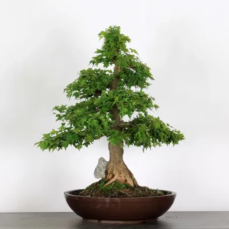 Bonsai Erable Burger AB-5-5
