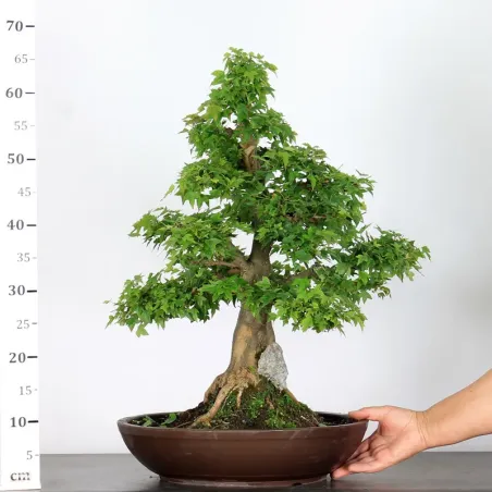 image supplémentaire - Érable "ACER BUERGÉRIANUM"...