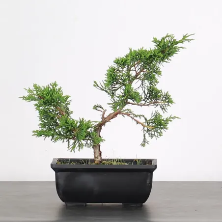 Bonsai Genévrier de Chine
