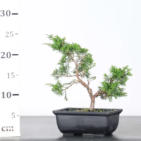 image supplémentaire - Prébonsai GENÉVRIER...