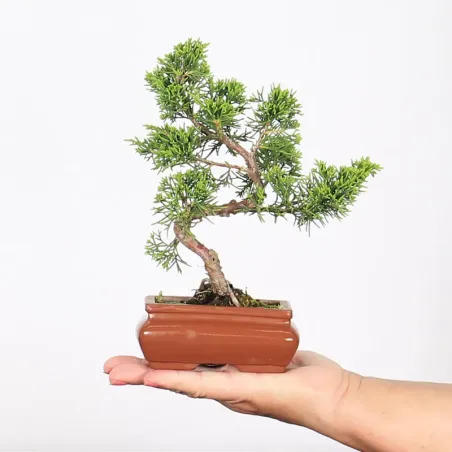 Bonsai Genévrier de Chine