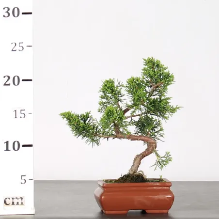 image supplémentaire - GENÉVRIER "JUNIPERUS...