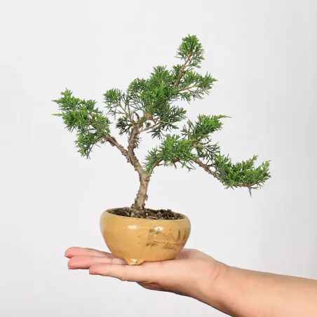 Bonsai Genévrier de Chine