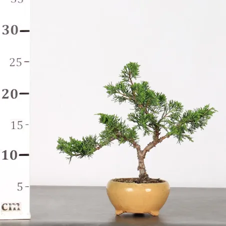 image supplémentaire - GENÉVRIER "JUNIPERUS...
