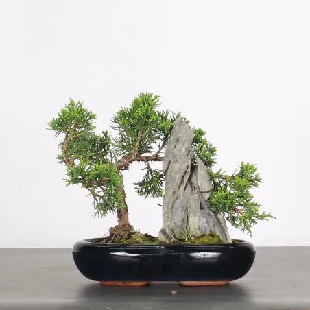 Bonsai Genévrier de Chine