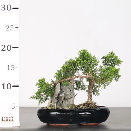 image supplémentaire - GENÉVRIER "JUNIPERUS...