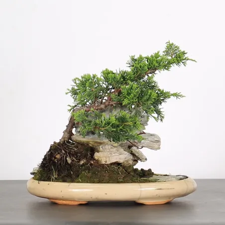 image supplémentaire - GENÉVRIER "JUNIPERUS...