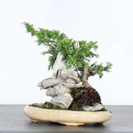 Bonsai Genévrier de Chine