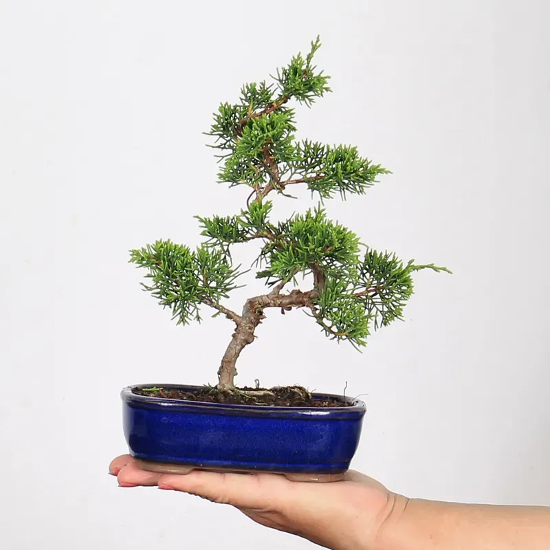 Bonsai Genévrier de Chine