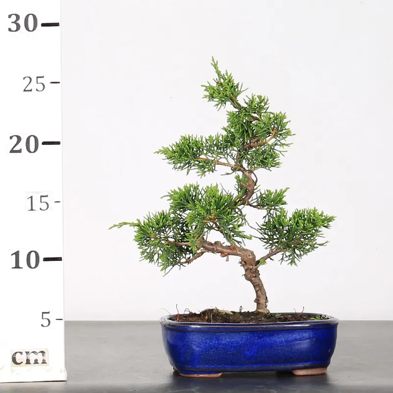 image supplémentaire - GENÉVRIER "JUNIPERUS...