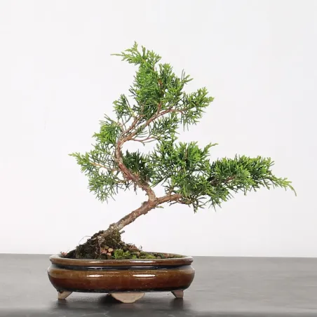 Bonsai Genévrier de Chine