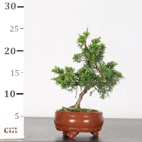 image supplémentaire - GENÉVRIER "JUNIPERUS...