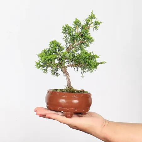Bonsai Genévrier de Chine