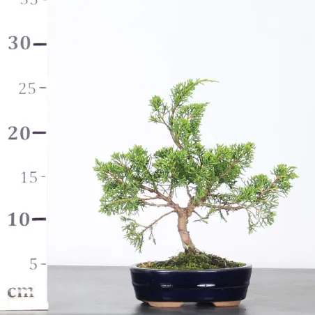 image supplémentaire - GENÉVRIER "JUNIPERUS...