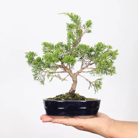 Bonsai Genévrier de Chine
