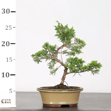 image supplémentaire - GENÉVRIER "JUNIPERUS...
