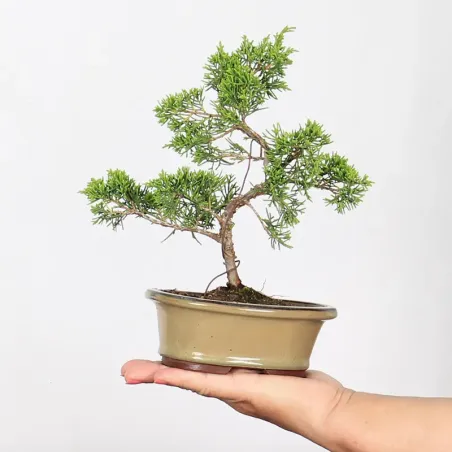 Bonsai Genévrier de Chine