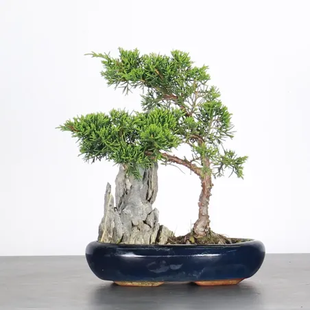 Bonsai Genévrier de Chine