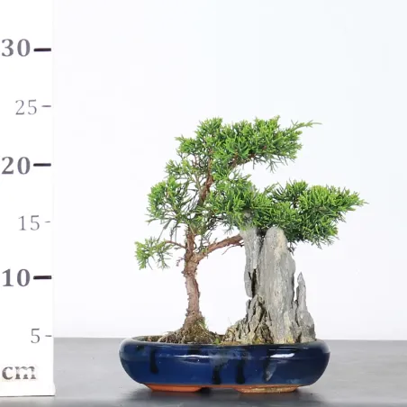 image supplémentaire - GENÉVRIER "JUNIPERUS...