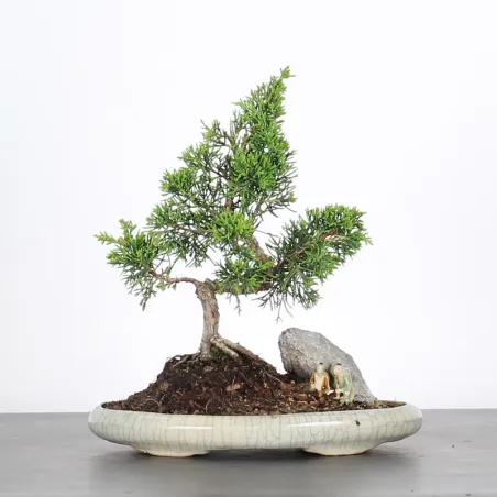Bonsai Genévrier de Chine