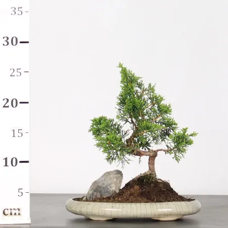 image supplémentaire - GENÉVRIER "JUNIPERUS...