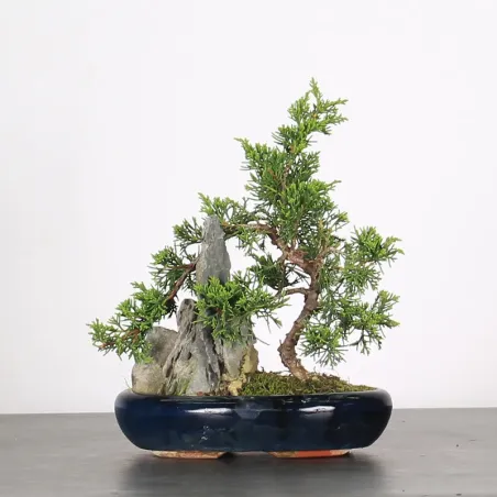 Bonsai Genévrier de Chine