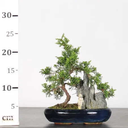 image supplémentaire - GENÉVRIER "JUNIPERUS...