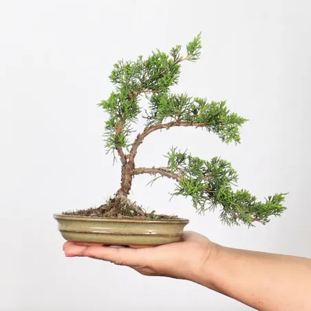 Bonsai Genévrier de Chine