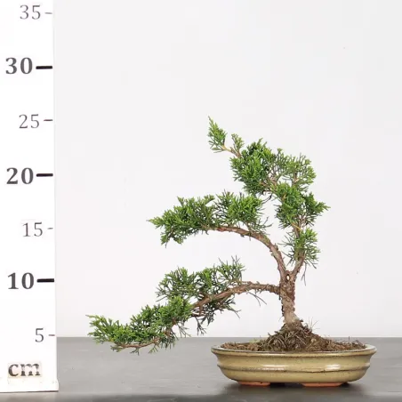 image supplémentaire - GENÉVRIER "JUNIPERUS...