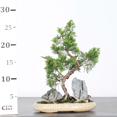 image supplémentaire - GENÉVRIER "JUNIPERUS...