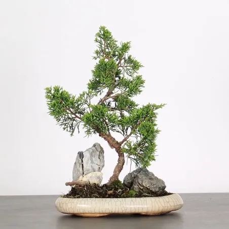 Bonsai Genévrier de Chine