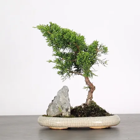 Bonsai Genévrier de Chine