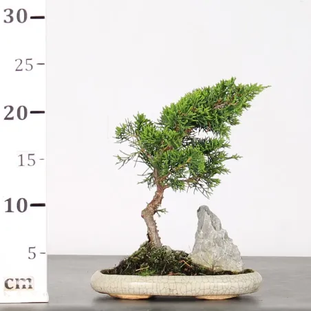 image supplémentaire - GENÉVRIER "JUNIPERUS...