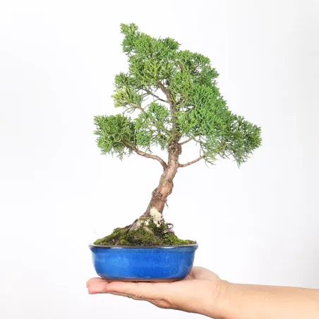 Bonsai Genévrier de Chine